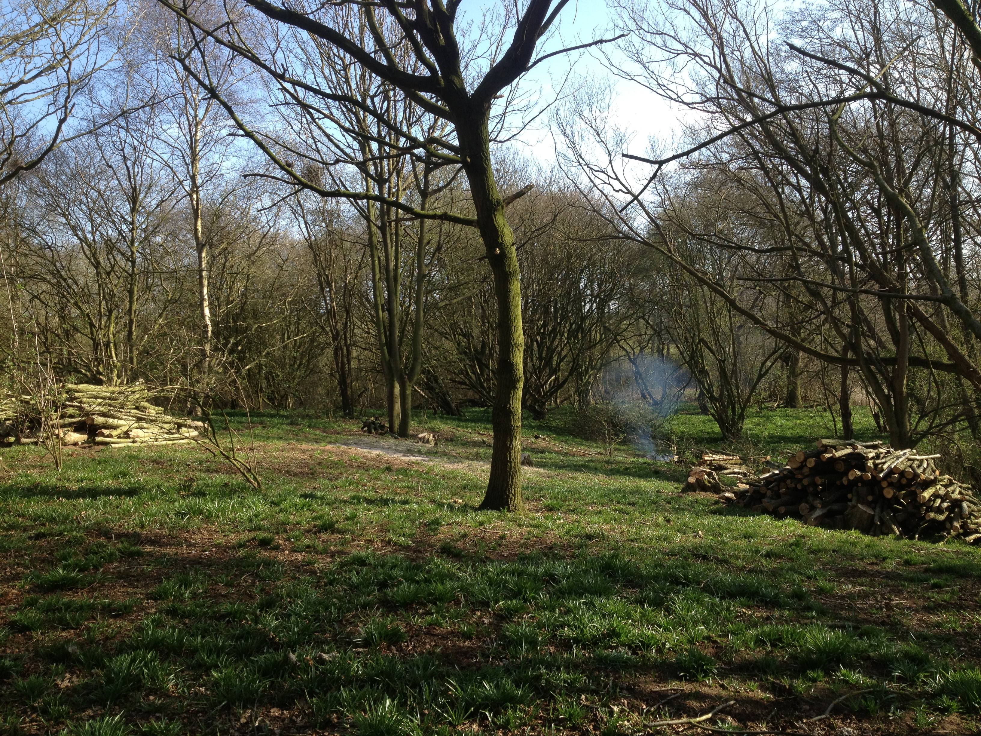 Jan: right after the coppicing
